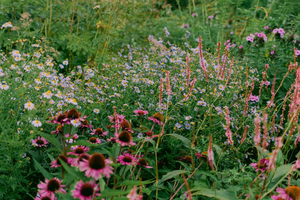10 Common Mistakes to Avoid When Creating a Meadow Garden