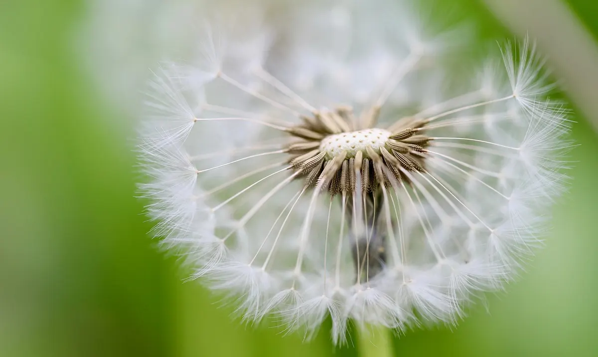 Annual vs Perennial Wildflower Mixes: Which Is Right for Your Meadow?