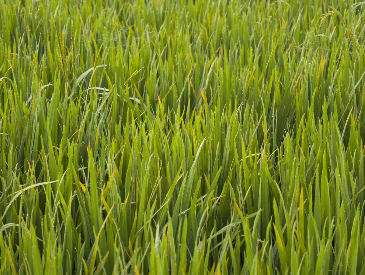 Choosing Grasses for a British Meadow: A Practical Guide