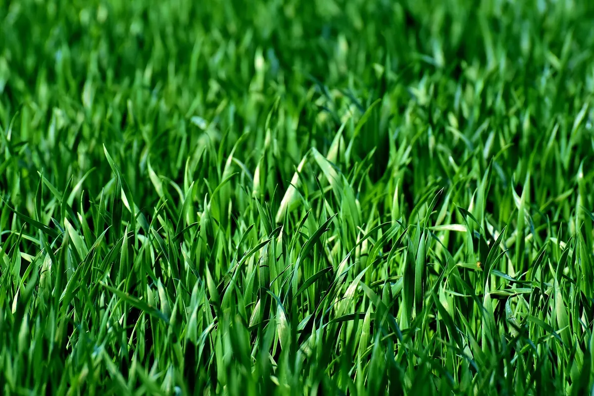 From Lawn to Meadow: How to Convert Your Grass in One Season
