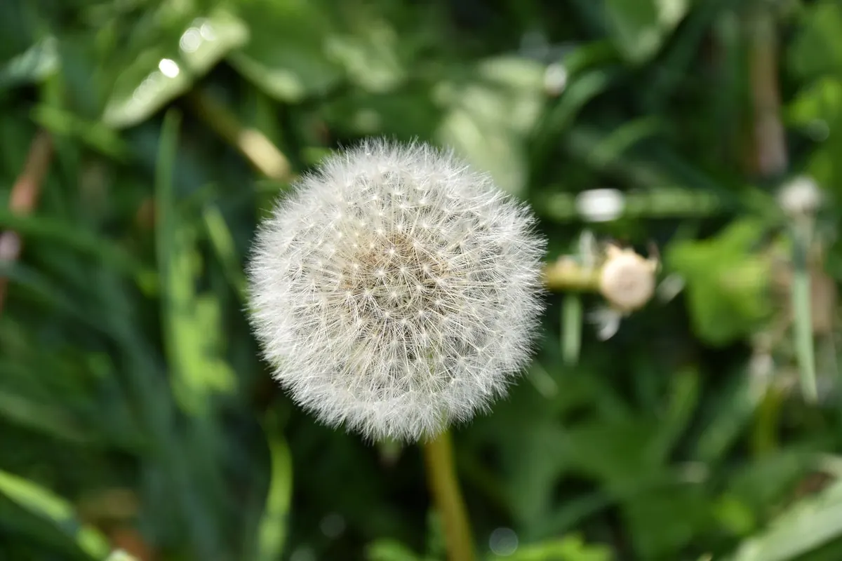 How to Sow a Wildflower Meadow from Seed: A Step-by-Step Guide for UK Gardens