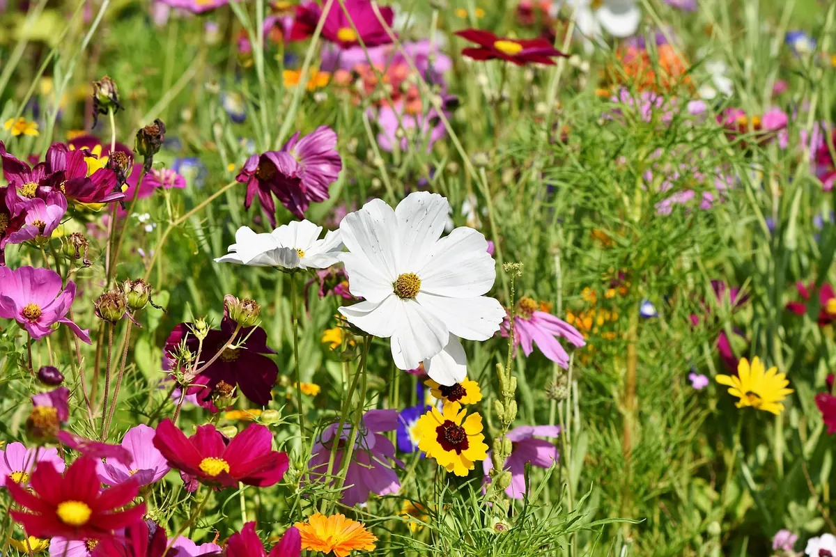 Meadow Gardening for Beginners: Your First Year Explained